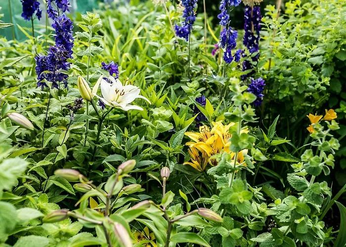 公寓 诺维梅塞布尔塞格公寓 *